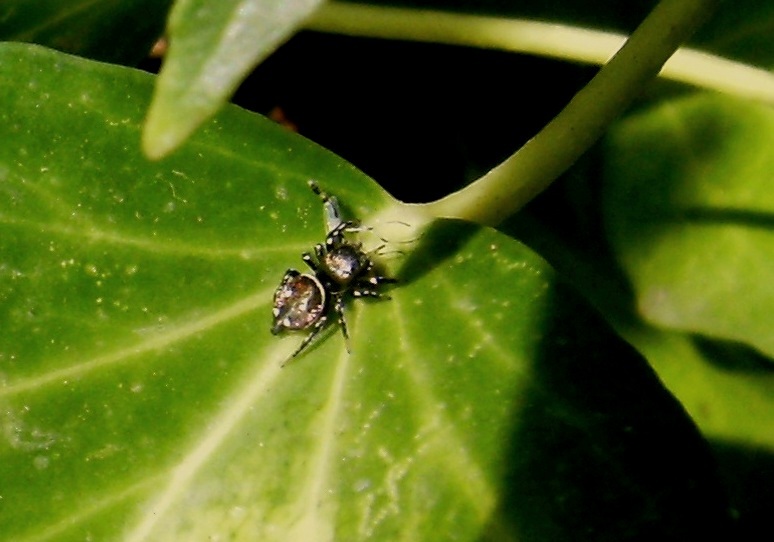 Heliophanus sp.